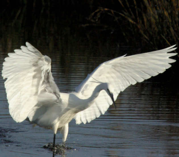 Aigrette Garzette en train de pêcher