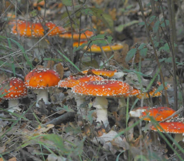 Sortie champignons à Arès en automne