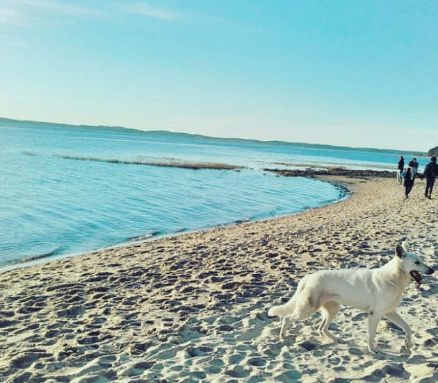 Balade sur la plage d'Arès à marée haute