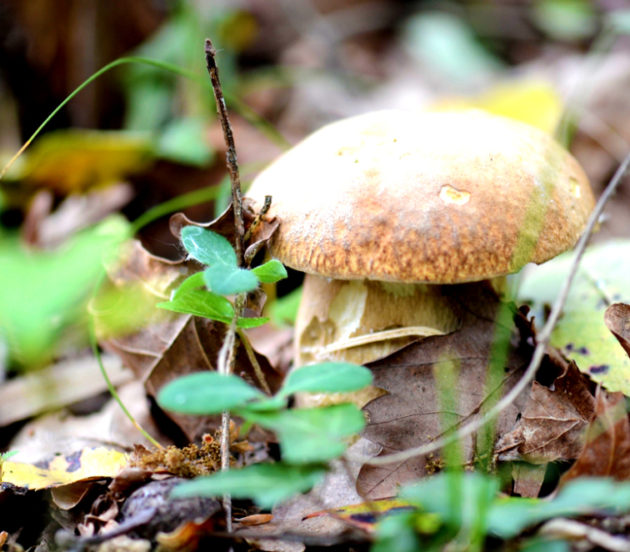 Sortie champignons à Arès en automne