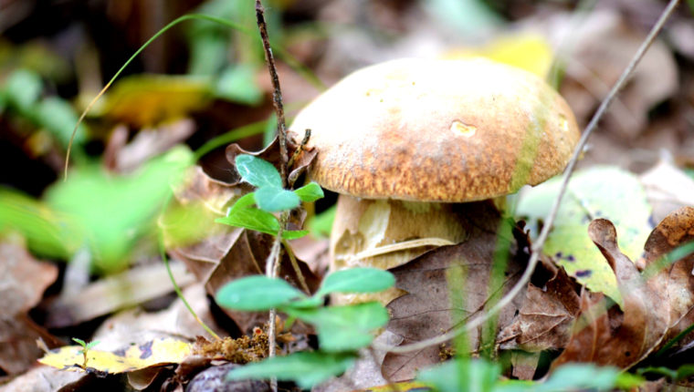 Sortie champignons à Arès en automne