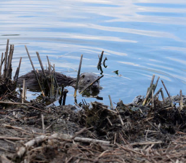 loutre d'Europe dans l'eau