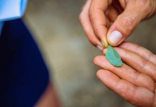 Plante comestible trouvée dans la Réserve Nationale Naturelle des Prés Salés