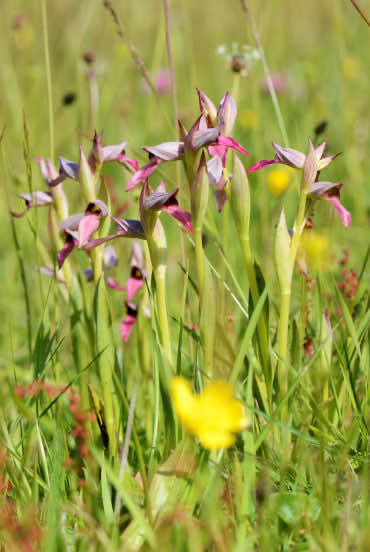 Orchis à fleurs lâches à Arès