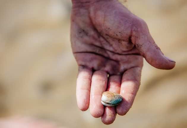 Coquillage du Bassin d'Arcachon