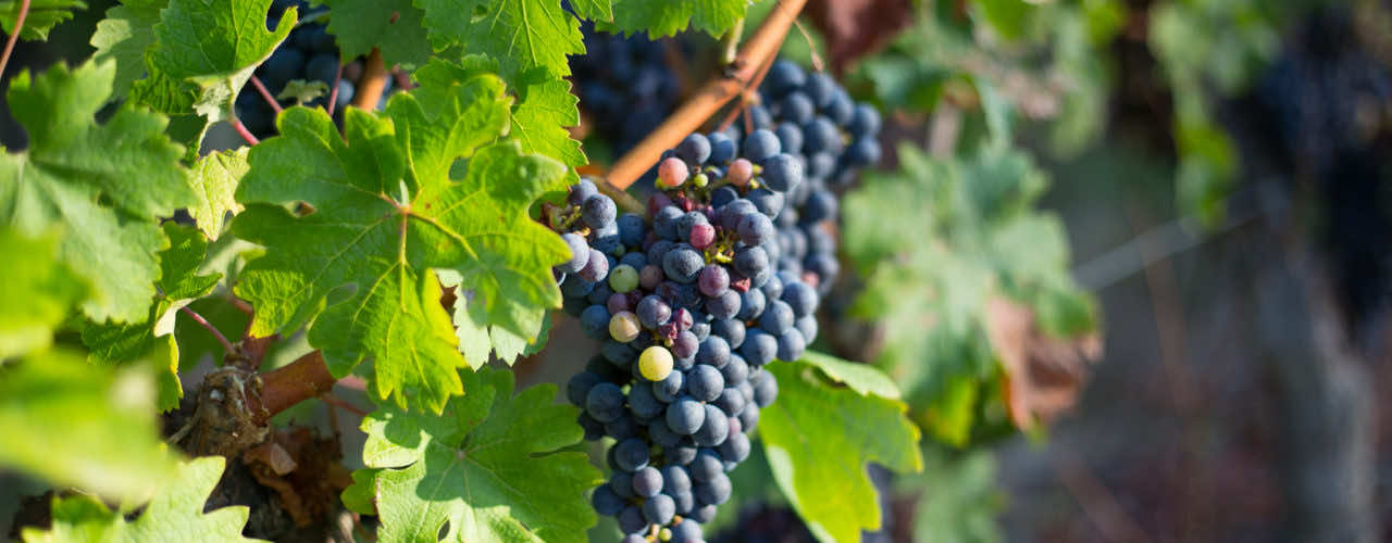 Grappe de raisins noir dans la vigne du Fronsac en Gironde.