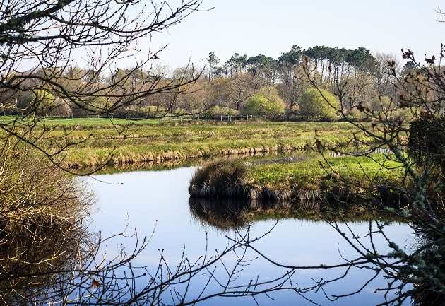 Jolie vue sur les prairies des Prés Salés, d'une couleur vert tendre.