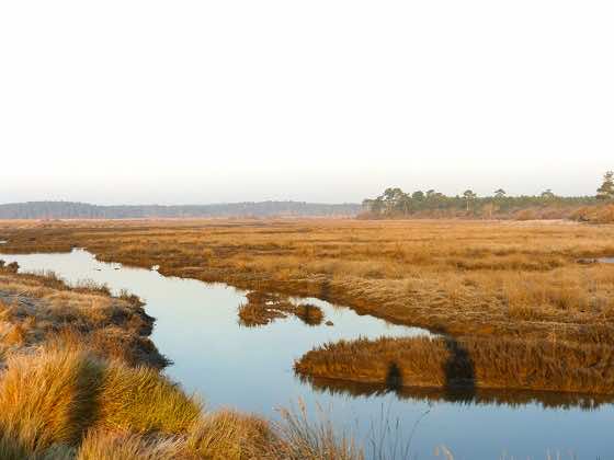 Paysage brumeux des Prés Salés d'Arès Lège-Cap Ferret en hiver