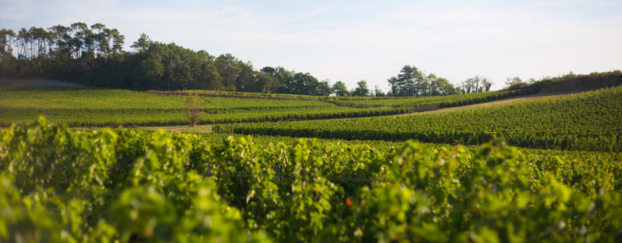 Paysage de vignobles du Fronsac en Gironde