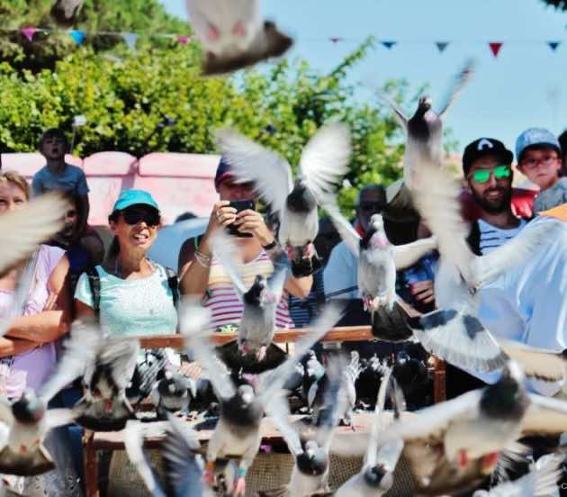 Lâcher des pigeons pour l'ouverture de la Fête de l’Huître à Arès