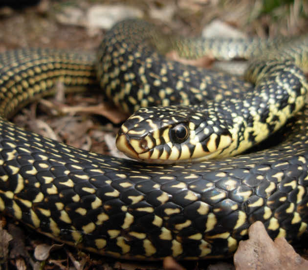 couleuvre dans la réserve naturelle nationale des prés salés d'Arès