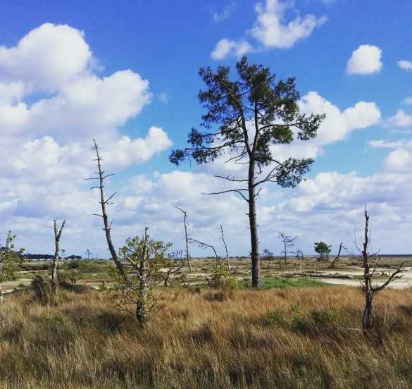 Désert dans la réserve naturelle nationale des prés salés d'Arès