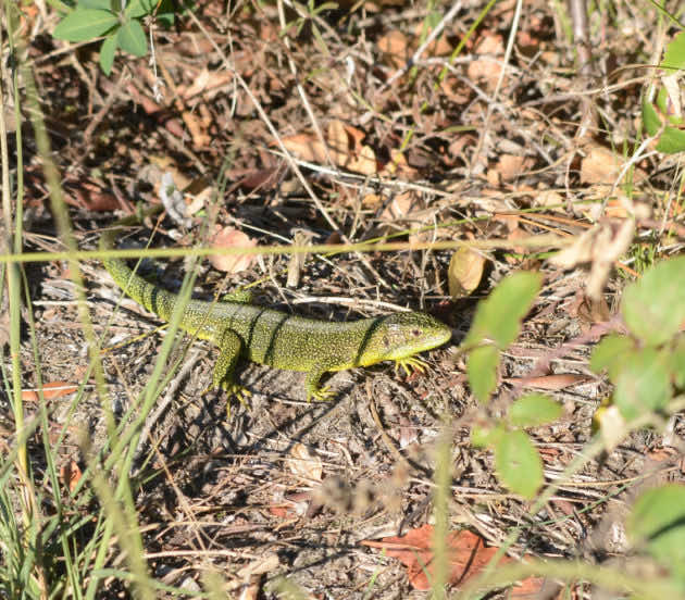 Lézard vert dans la réserve naturelle nationale des Prés Salés