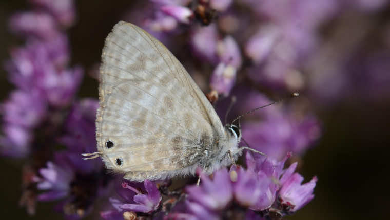 Le Papillon Azuré de Lang