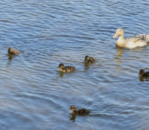 Canne et ses canetons dans la réserve nationale naturelle des Prés Salés à Arès