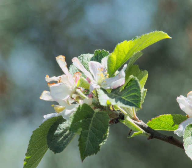 Fleur dans la réserve naturelle nationale des Prés Salés