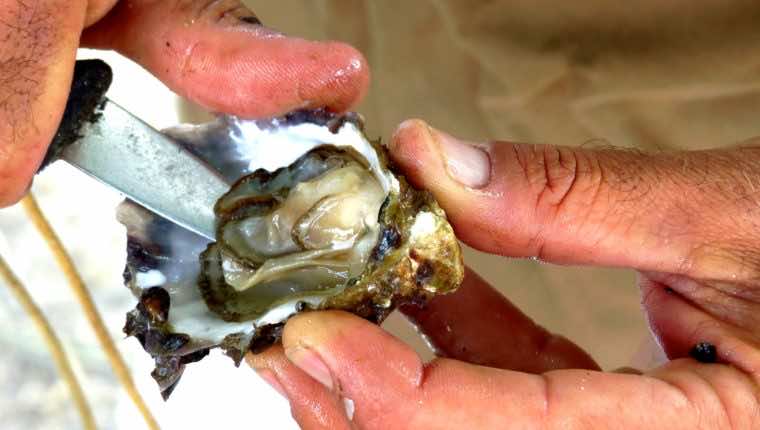 Ouverture d'huîtres sur le port ostréicole d'Arès