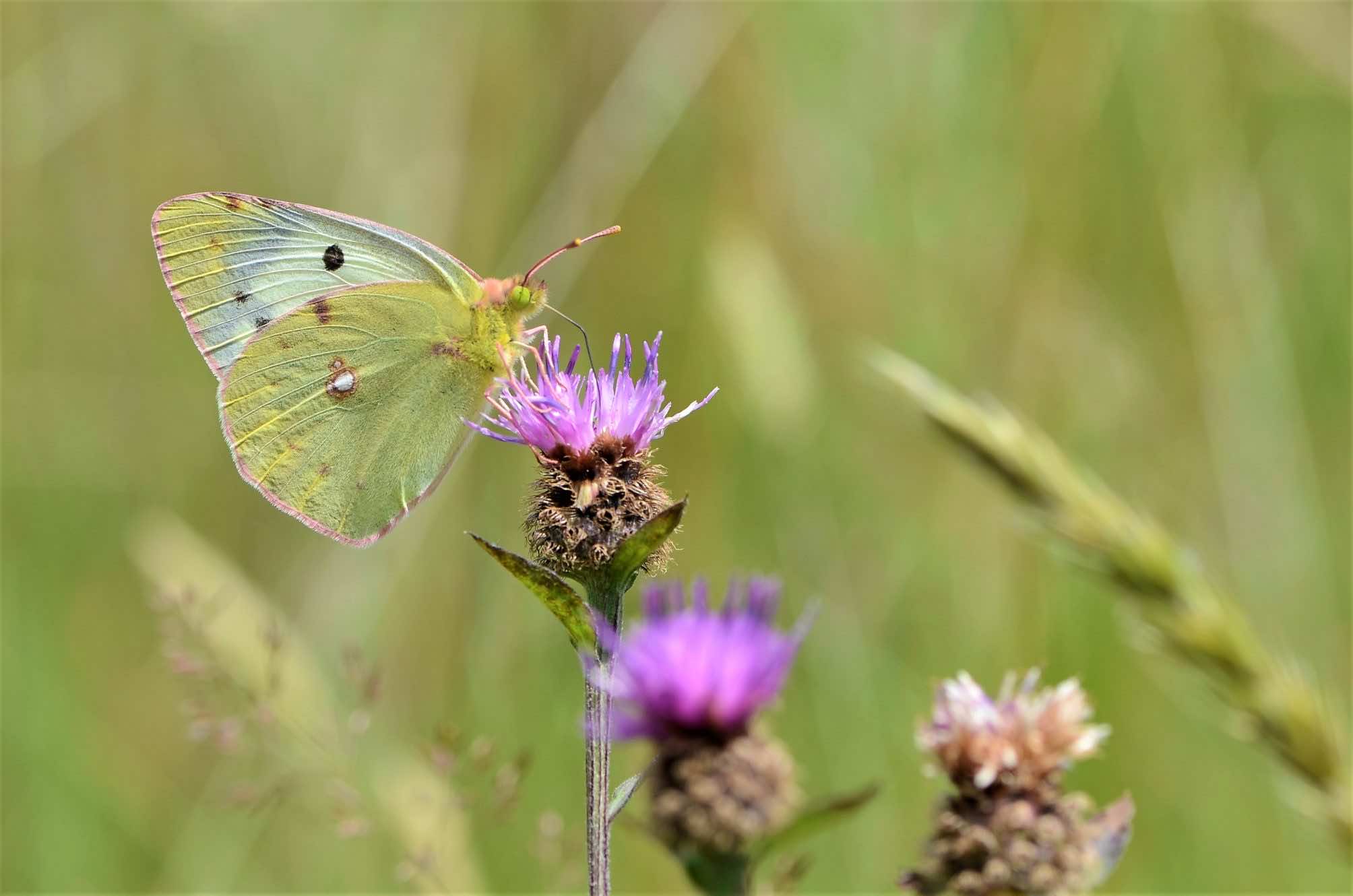 Le souci, papillon migrateur