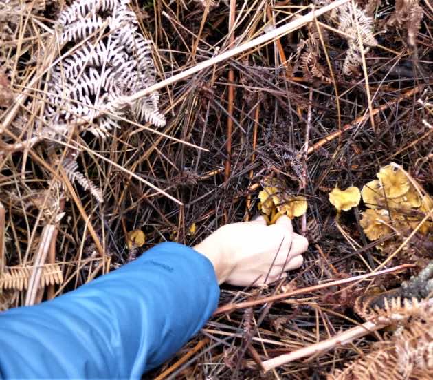 Les chanterelles du Bassin d'Arcachon bien cachées sous les feuilles et les aiguilles